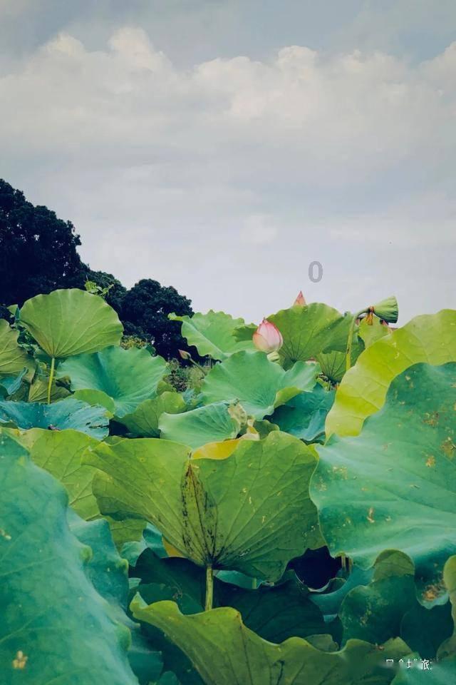 芭比一字肩
